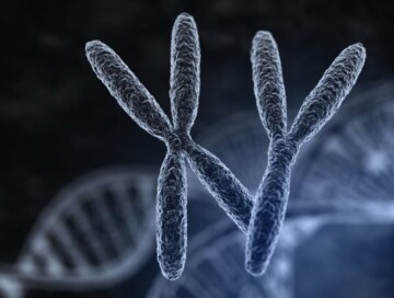 Y-хромосома медленно исчезает – Мужчины могут получить новую в будущем