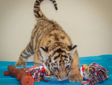 В Бакинском зоопарке родился тигренок - Лейла Алиева поделилась снимками (Фото)