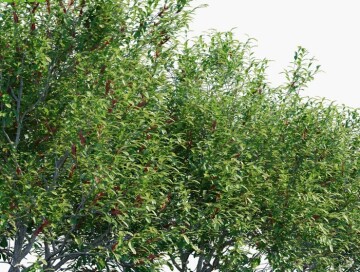 На Карабахской равнине посадят саженцы краснокнижного дерева