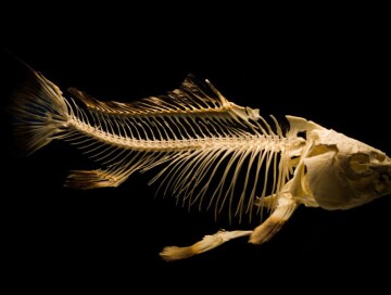 Ученые нашли недостающее звено эволюции, изучив мозг ископаемых рыб
