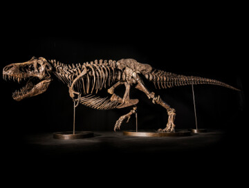 Скелет тираннозавра могут продать на аукционе за $25 млн